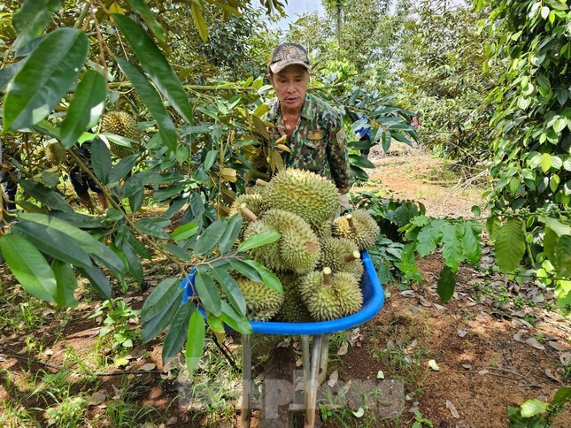 Nông dân Tây Nguyên thu hoạch sầu riêng. Nông dân Tây Nguyên thu hoạch sầu riêng.