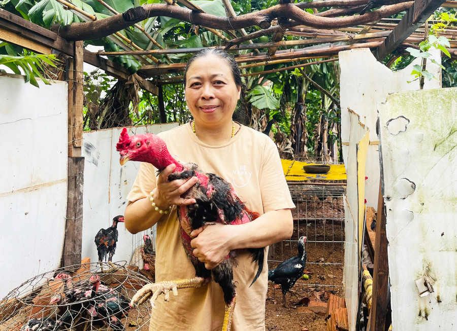 Từ số tiền bán đàn gà được hỗ trợ, bà Thảo đã mua hơn 200 con gà chọi về nuôi để gây đàn. Ảnh: N.H tu-so-tien-ban-dan-ga-duoc-ho-tro-ba-thao-da-mua-hon-200-con-ga-choi-ve-nuoi-de-gay-dan.jpg