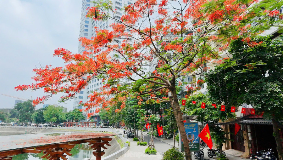 Trái ngược với sự dịu dàng của bằng lăng, hoa phượng vĩ lại cháy lên một gam màu rực rỡ. Những chùm phượng đỏ rực rỡ nhuộm kín các sân trường, góc phố, tạo nên một bức tranh mùa hè sôi động. Trái ngược với sự dịu dàng của bằng lăng, hoa phượng vĩ lại cháy lên một gam màu rực rỡ. Những chùm phượng đỏ rực rỡ nhuộm kín các sân trường, góc phố, tạo nên một bức tranh mùa hè sôi động.