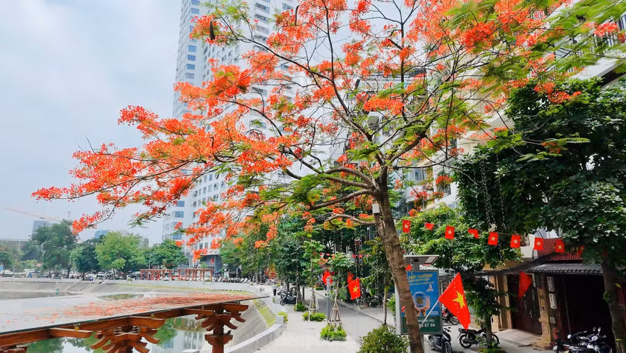 Trái ngược với sự dịu dàng của bằng lăng, hoa phượng vĩ lại cháy lên một gam màu rực rỡ. Những chùm phượng đỏ rực rỡ nhuộm kín các sân trường, góc phố, tạo nên một bức tranh mùa hè sôi động.