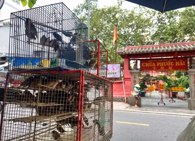 Vào các dịp rằm lớn của Phật giáo, người bán cá, chim phóng sinh lại tấp nập