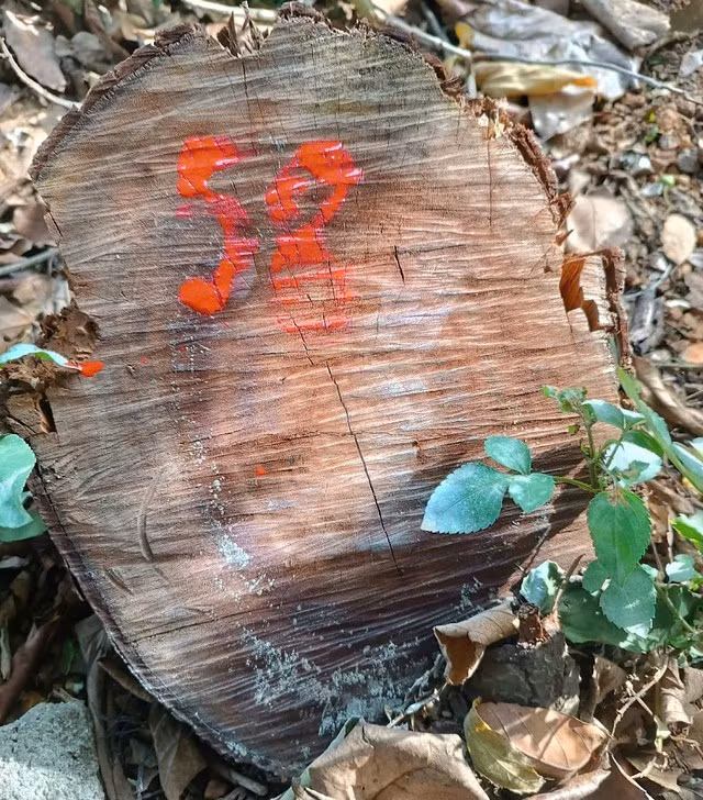 Hàng chục cây xanh tại Trường THPT Cao Bá Quát bị cưa hạ