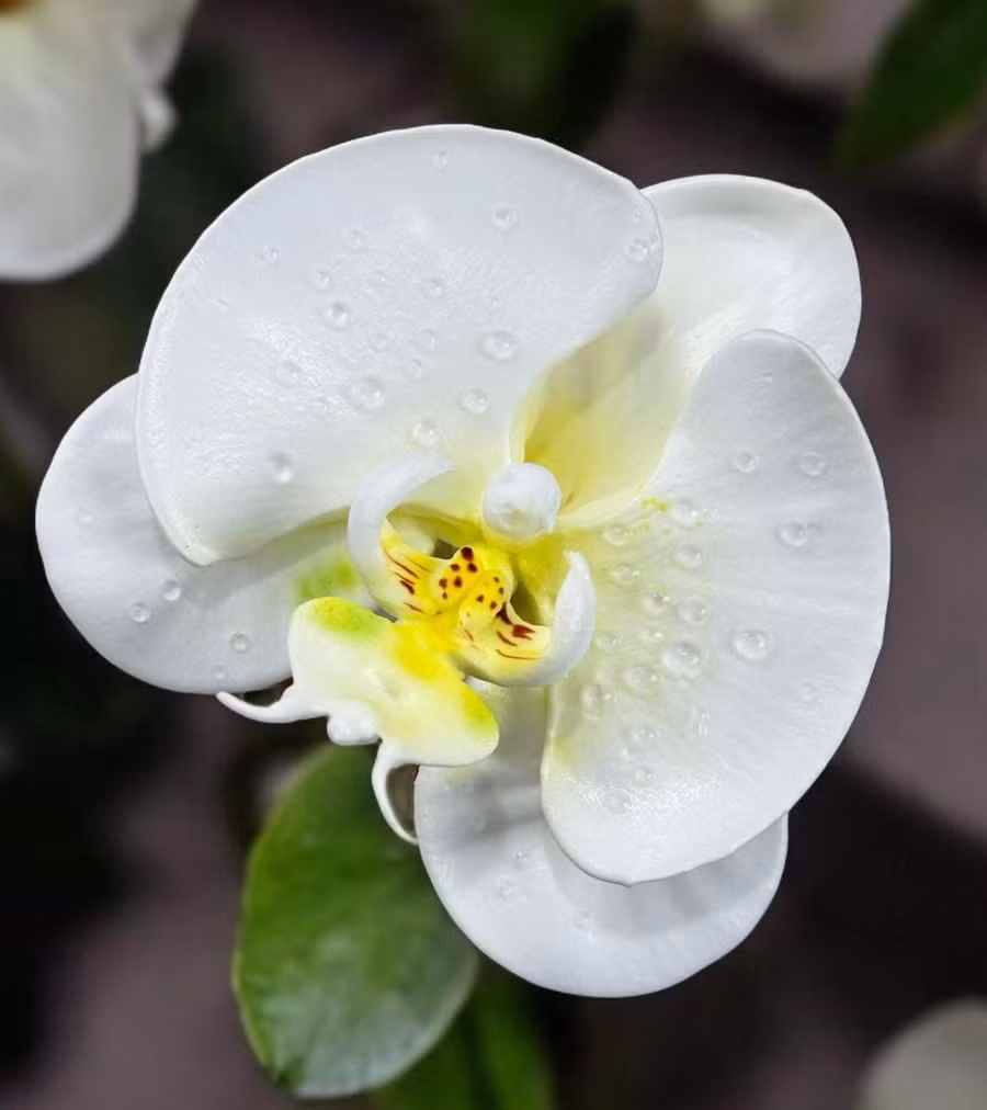 Anh Lương cho biết, hoa được bắt từ kem topping, nguyên liệu làm bánh kem chúng ta hay ăn. Vì làm bằng kem nên từng cánh hoa luôn có độ mềm mại, đặc biệt là "độ tươi" gần với hoa thật