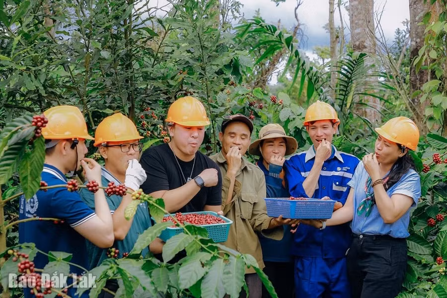 Và thưởng thức hương vị đặc trưng của những quả cà phê chín mọng vừa thu hái.