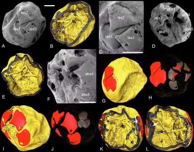 Các quả cầu bí ẩn được xác định là phôi của các sinh vật kỷ Cambri, một giai đoạn quan trọng trong lịch sử tiến hóa của sự sống Trái Đất - Ảnh: NIGPAS