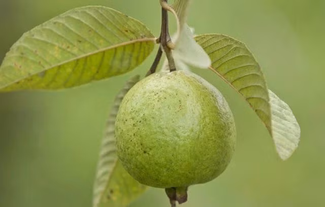 Với hàm lượng cao vitamin C, lycopene, các chất chống oxy hóa mạnh mẽ, ổi đã được chứng minh khả năng cải thiện sức khỏe làn da một cách tự nhiên