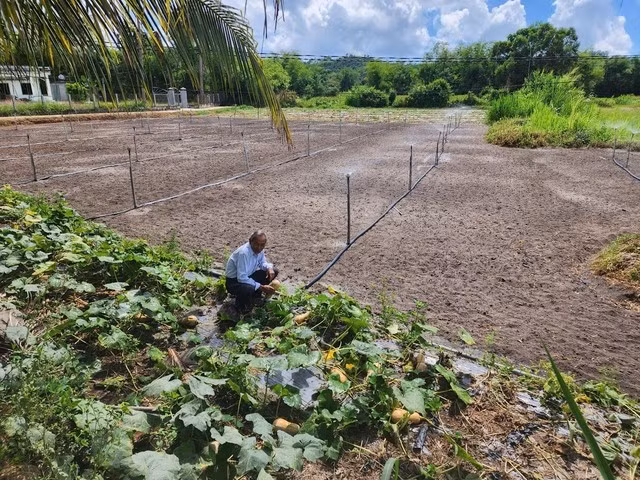 Ông Nguyễn Hòa ra thăm ruộng bí của mình