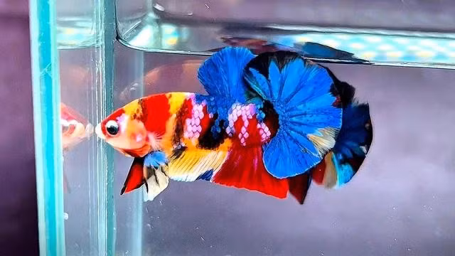 Cá Betta Nemo Yellow Galaxy