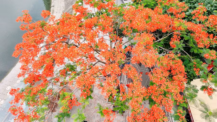 Phượng nở là báo hiệu mùa thi đang đến, mùa chia tay của những học trò cuối cấp. Bởi vậy mà loài hoa này luôn gắn liền với những giây phút lưu luyến, những dòng lưu bút tuổi học trò.