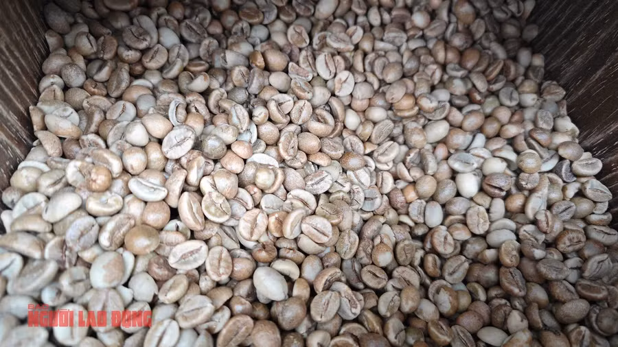 Giá cà phê giảm liên tục từ đầu tháng 5