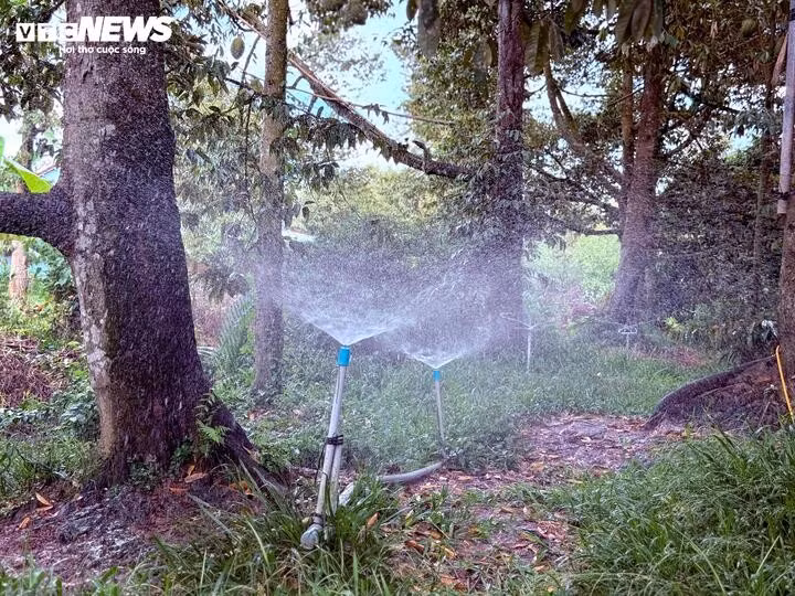 Các vườn sầu riêng tại Tiền Giang hầu hết đều được gắn mã vùng trồng, chăm sóc kỹ lưỡng.