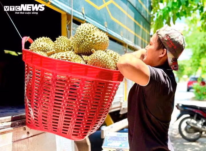 Giá sầu riêng tại vườn ở Tiền Giang hiện chỉ giao động ở mức 35.000 - 48.000 đồng/kg.