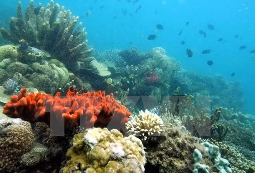 Ảnh minh họa. (Nguồn: TTXVN)