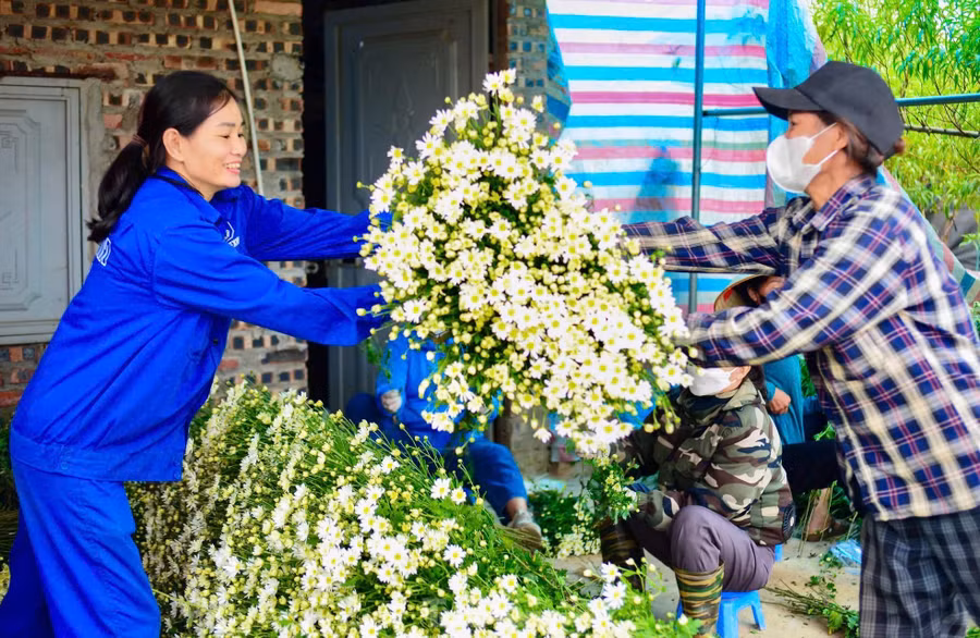 Năm nay do số lượng hoa ít, nhu cầu lại cao nên chỉ trong tuần đầu tháng 11 các vườn họa mi đã bán hết. "Hy vọng mùa tới sẽ nhiều hoa hơn, cánh đồng lại luôn nhộn nhịp các cô gái thướt tha áo dài đến vườn chụp ảnh", chị Hải chia sẻ.