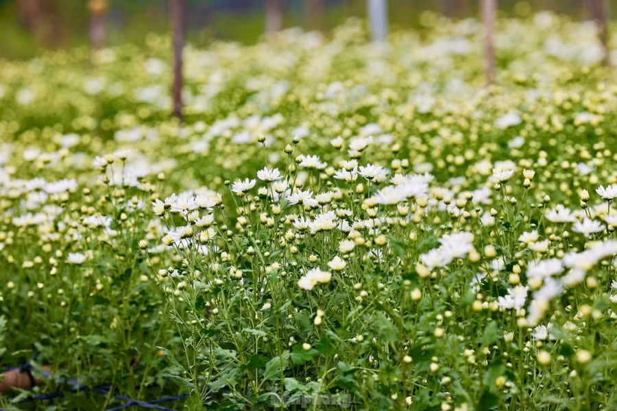 Những bông cúc họa mi trắng nhỏ xíu, rung rinh trong gió.