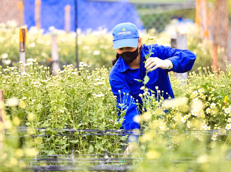 Để cây ra nụ sớm, gia đình chị Hải dùng phương pháp ủ bằng túi nilon, buổi chiều phủ kín hoa, tối lại bỏ ra. Công việc làm thủ công liên tục từ 30-45 ngày.