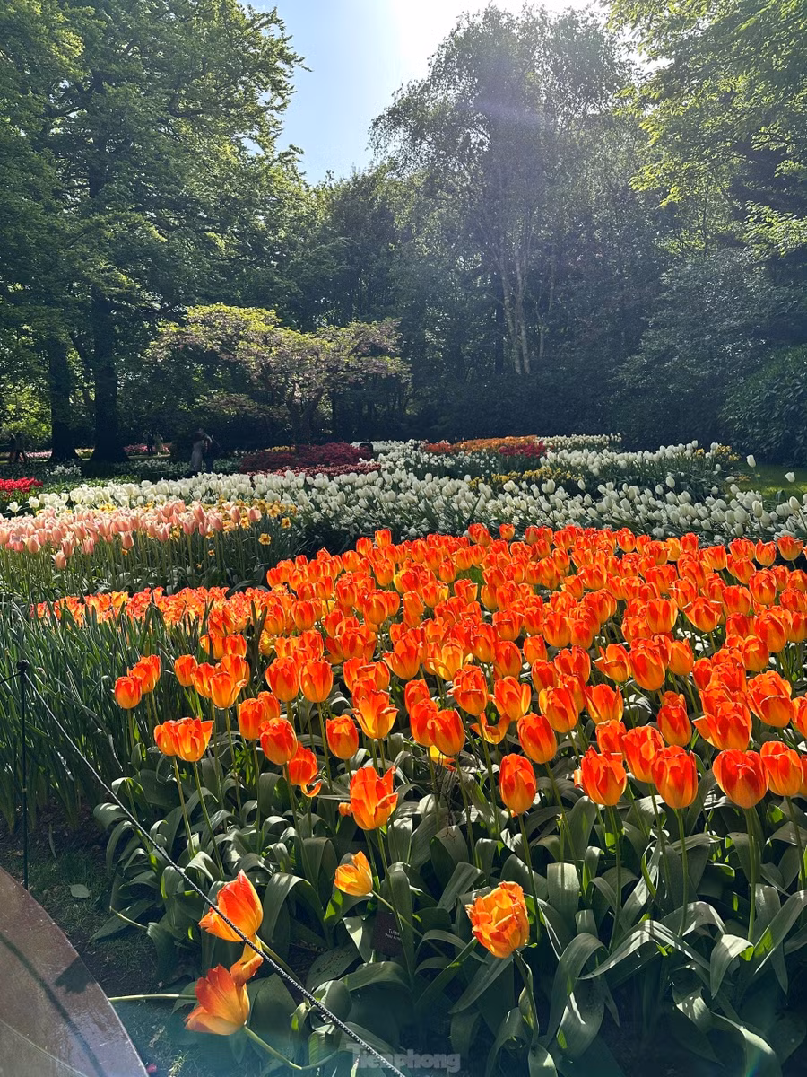 Được mệnh danh là "Vườn châu Âu", Keukenhof tại Lisse là một trong những vườn hoa lớn nhất thế giới. Với hơn 7 triệu bông hoa tulip, thủy tiên, dạ lan hương và nhiều loài hoa củ khác được trồng tỉ mỉ, Keukenhof mang đến một bản giao hưởng màu sắc và hương thơm khó quên.