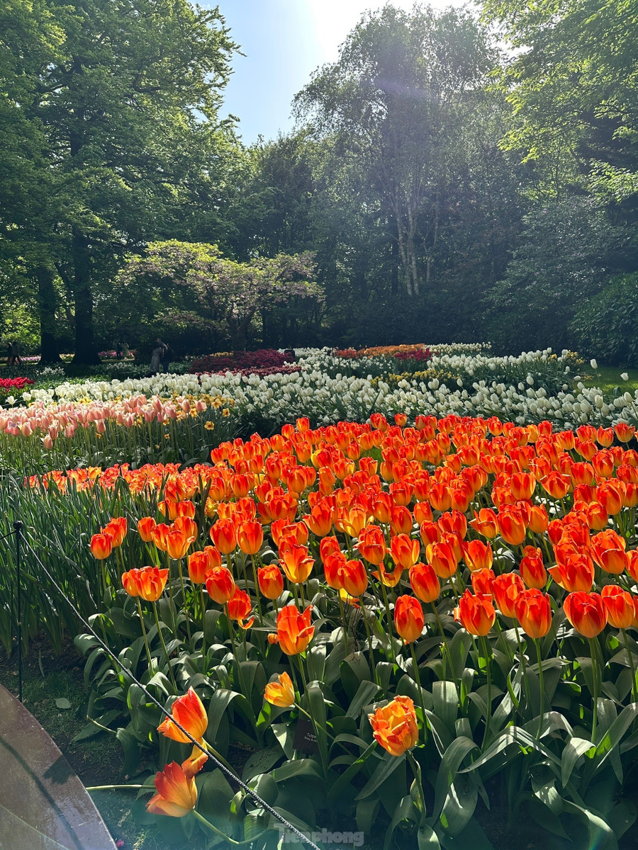 Được mệnh danh là "Vườn châu Âu", Keukenhof tại Lisse là một trong những vườn hoa lớn nhất thế giới. Với hơn 7 triệu bông hoa tulip, thủy tiên, dạ lan hương và nhiều loài hoa củ khác được trồng tỉ mỉ, Keukenhof mang đến một bản giao hưởng màu sắc và hương thơm khó quên. Được mệnh danh là "Vườn châu Âu", Keukenhof tại Lisse là một trong những vườn hoa lớn nhất thế giới. Với hơn 7 triệu bông hoa tulip, thủy tiên, dạ lan hương và nhiều loài hoa củ khác được trồng tỉ mỉ, Keukenhof mang đến một bản giao hưởng màu sắc và hương thơm khó quên.