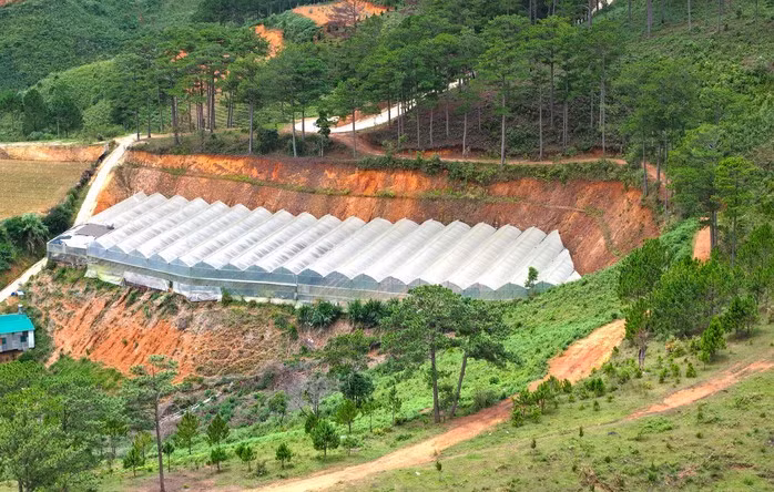 Đi cùng tình trạng san gạt đất là lắp ráp nhà kính sản xuất nông nghiệp. Trong ảnh là một dàn nhà kính lớn nằm cạnh rừng thông tại khu vực đi vào khu nông nghiệp công nghệ cao xã Lát.