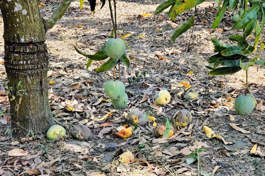 Vì giá thu mua quá rẻ, nhiều chủ vườn không thu hoạch, xoài chín rụng đầy vườn