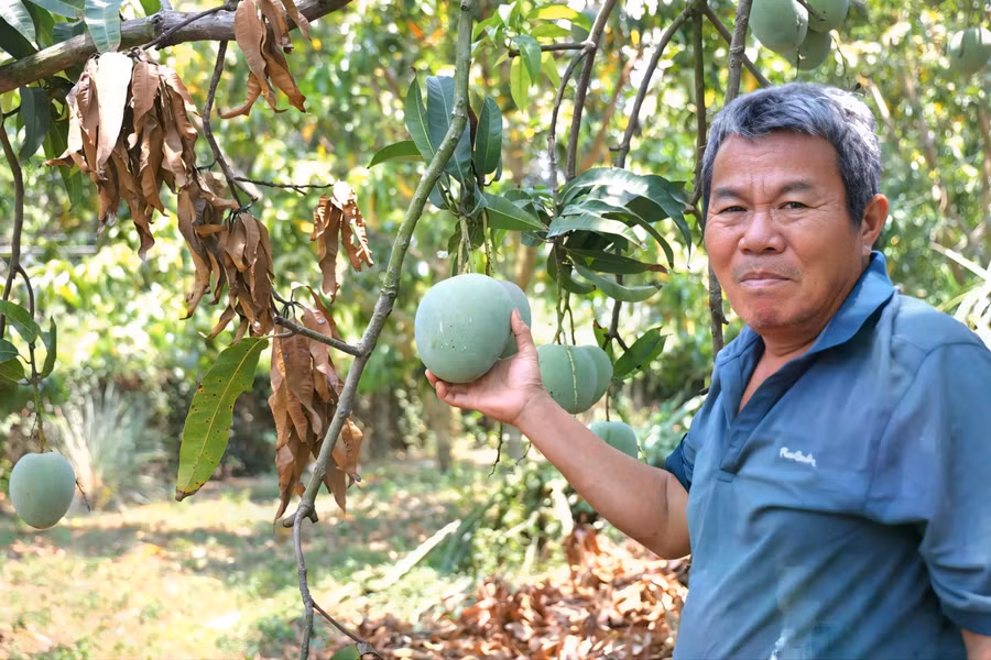 Ông Phùng bên vườn xoài Úc đã già, "xì mủ" nên thương lái không thu mua nữa