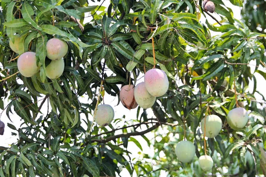 Hiện xoài Úc trên địa bàn H.Cam Lâm đến kỳ thu hoạch nhưng chưa thể tiêu thụ còn khoảng 1.800 tấn