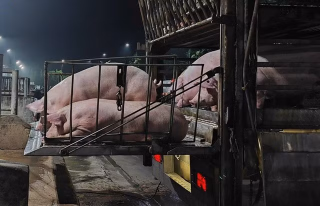 Giá heo hơi biến động mạnh gần đây