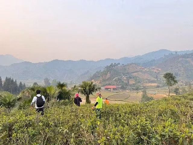 Vùng trà hữu cơ Bản Liền chuẩn bị vào vụ xuân 2025