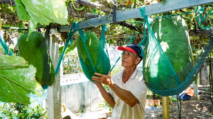 Vì sức nặng của quả bí người dân phải dùng lưới để neo bí trên giàn. Ảnh: Trương Định