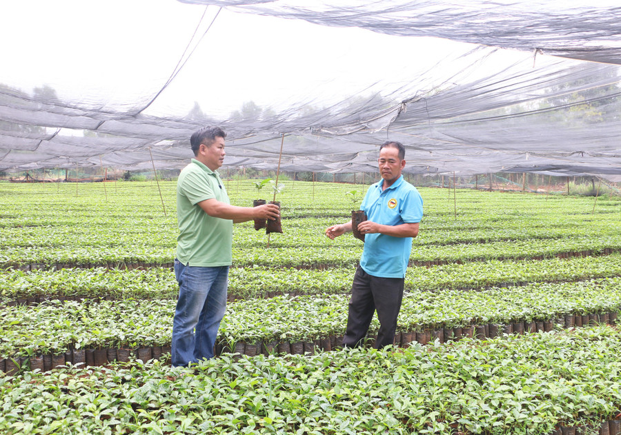 លោក Tran Van Phuc ម្ចាស់ចម្ការដំណាំ Anh Phuc (គម្របស្តាំ ភូមិ ២ ឃុំ Tan Binh ស្រុក Dak Doa) ពិនិត្យសំណាបកាហ្វេ។ រូបថត៖ Quang Tan chat-luong-giong-duoc-ong-minh-dam-bao-tu-dau-vao-den-dau-ra.jpg