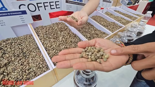 Cà phê Robusta được phân loại ra nhiều phẩm cấp khác nhau