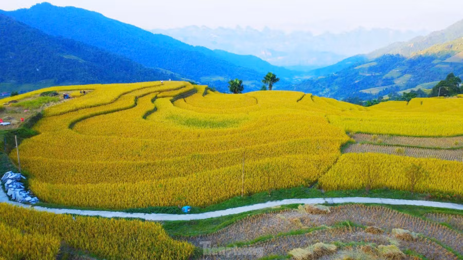 Từ trên cao phóng tầm mắt ra xa du khách sẽ thấy một màu vàng của lúa chín, hòa quyện với cây xanh tạo nên một bức tranh khổng lồ giữa núi rừng đại ngàn.