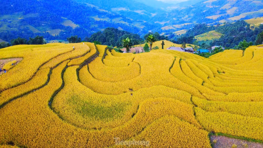 Để ngắm mùa lúa chín tuyệt đẹp tại đây, du khách xuất phát từ cầu treo thôn Khuổi My (xã Phương Độ, thành phố Hà Giang) đi tiếp 10km theo sườn Đông dãy Tây Côn Lĩnh, qua rừng chè san tuyết cổ thụ, rừng cọ và những con dốc uốn lượn.