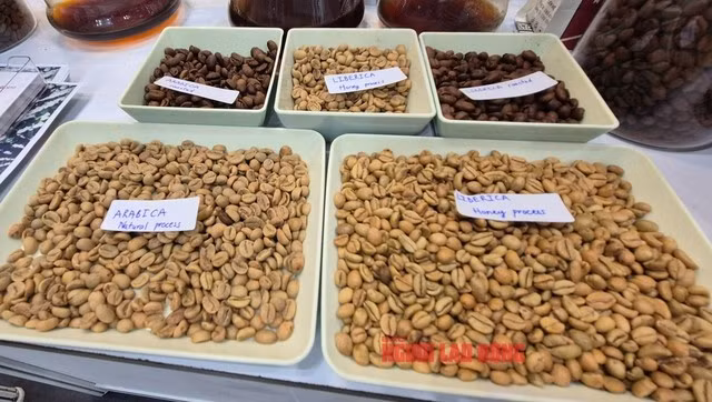 Cà phê Arabica và cà phê mít