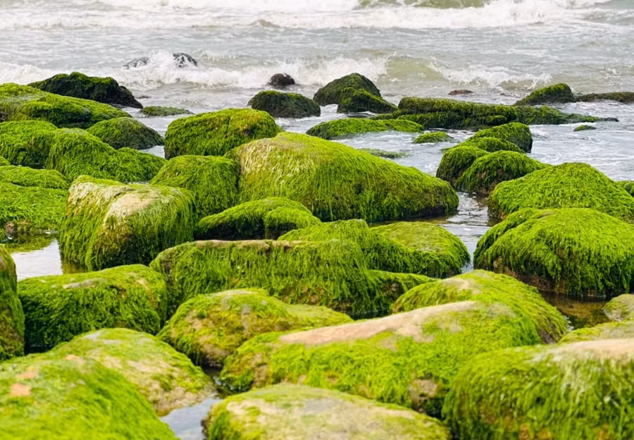 Rêu phủ xanh những ghềnh đá ven biển Nam Ô tạo nên khung cảnh thiên nhiên đẹp mắt