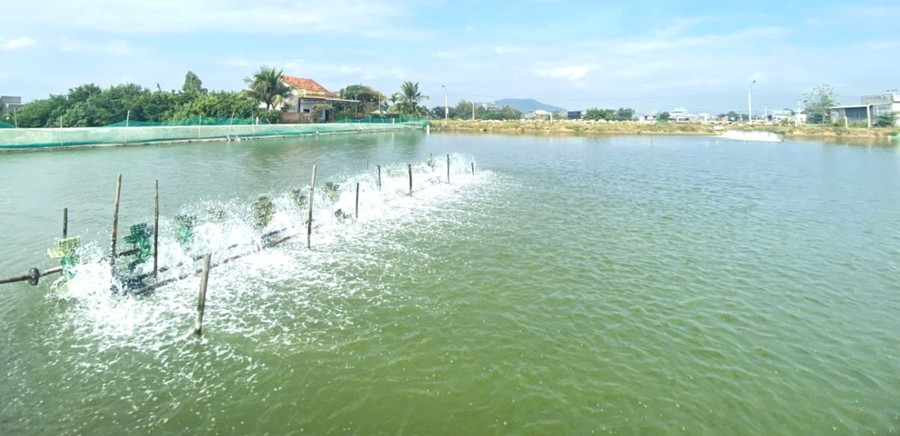 Gli allevatori di gamberi stanno trattando attivamente le fonti d'acqua e selezionando gli avannotti di migliore qualità per la nuova stagione. Foto: N.N. 2-5334.jpg