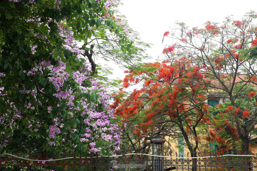 Tháng 5, Hà Nội rực rỡ sắc màu của muôn vàn loài hoa. Một chút thơ mộng, lãng mạn của bằng lăng tím, sắc đỏ rực của hoa phượng tô điểm cho đường phố Thủ đô. Tháng 5, Hà Nội rực rỡ sắc màu của muôn vàn loài hoa. Một chút thơ mộng, lãng mạn của bằng lăng tím, sắc đỏ rực của hoa phượng tô điểm cho đường phố Thủ đô.
