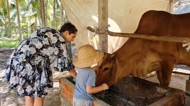 Du khách trải nghiệm cho bò ăn