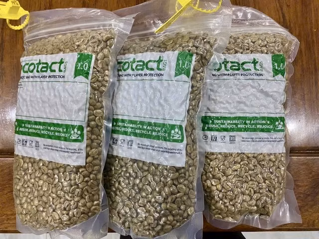 Mẫu cà phê chế biến từ quả xanh xỉn màu hơn (giữa) - Ảnh FBNV