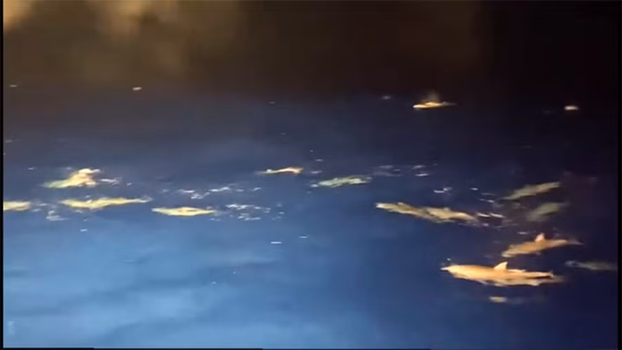 Đàn cá heo bơi lội trước ánh đèn đánh cá của ngư dân Bình Định. Ảnh: Đ.GI