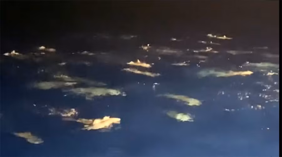 Trước đó, một tàu cá Bình Định phát hiện đàn cá heo số lượng lớn khi đánh bắt xa bờ. Ảnh: Đ.GI