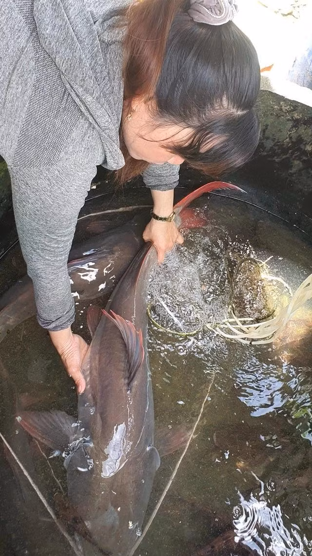 Cá lăng khủng trên 10 kg được đánh bắt từ sông Sê San