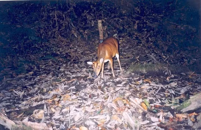 Công tác bảo vệ rừng gặp nhiều khó khăn do lực lượng mỏng, trang bị thô sơ.