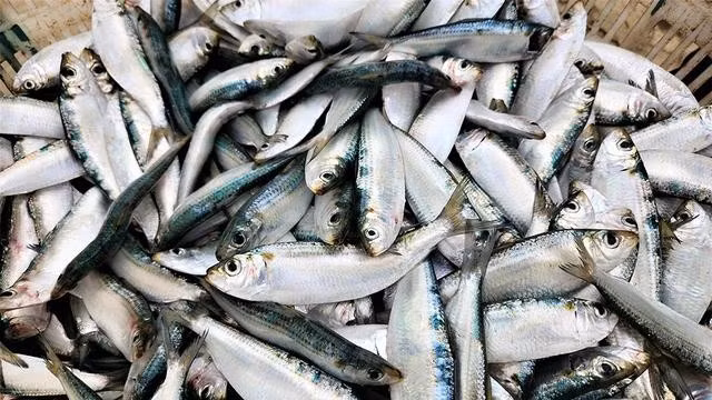 Cá trích tươi xanh khi vừa gỡ ra khỏi lưới