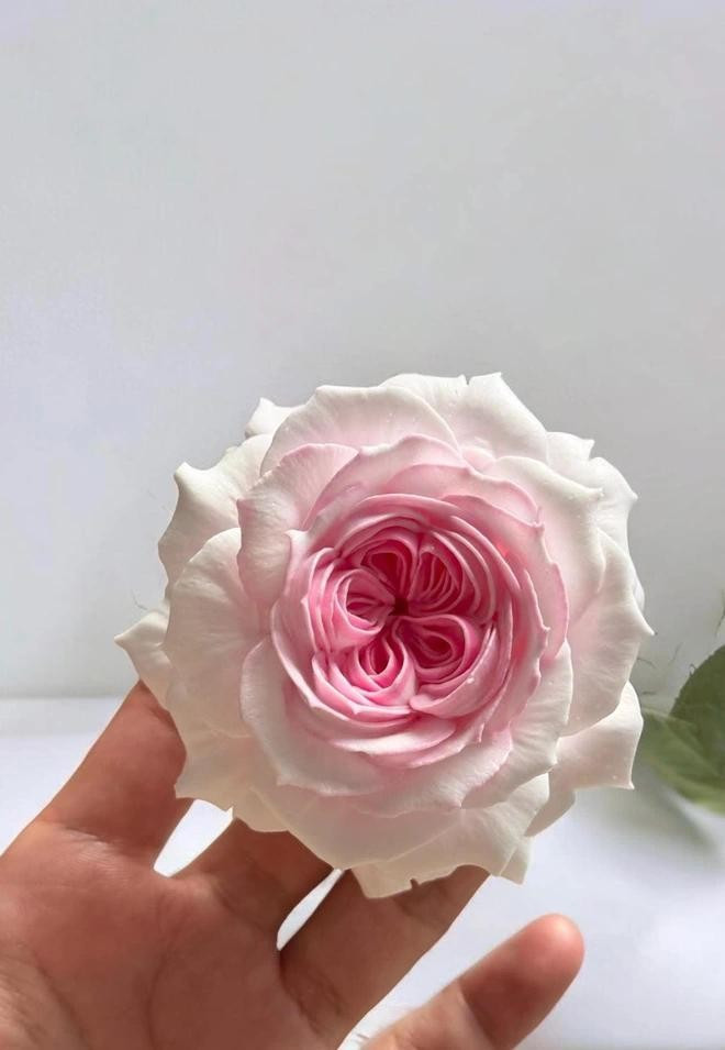 Dân mạng để lại nhiều bình luận ngạc nhiên với sản phẩm của anh Lương Dân mạng để lại nhiều bình luận ngạc nhiên với sản phẩm của anh Lương