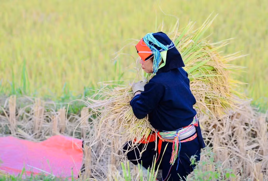 Mùa lúa ở Xà Phìn thường chín muộn hơn các vùng khác, người dân thường cấy vào giữa tháng 6, đầu tháng 7 và cho thu hoạch vào trung tuần tháng 10.