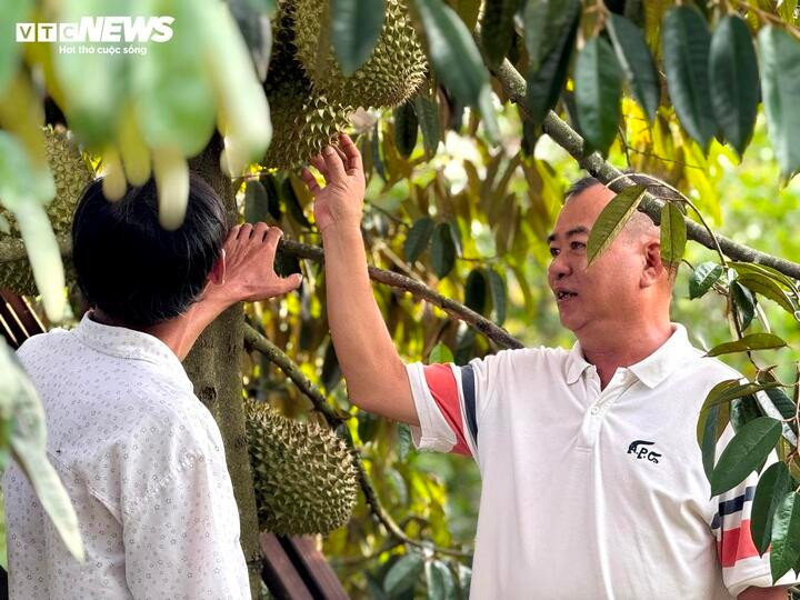 Ông Nguyễn Tuấn Khanh vào tận vườn sầu riêng thu mua từ người dân. Ông Nguyễn Tuấn Khanh vào tận vườn sầu riêng thu mua từ người dân.