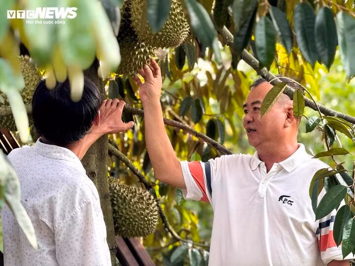 Ông Nguyễn Tuấn Khanh vào tận vườn sầu riêng thu mua từ người dân.