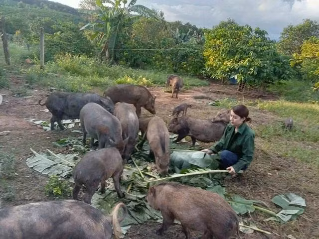 Chị Nhi bỏ phố về quê trồng cây ăn trái và nuôi heo rừng