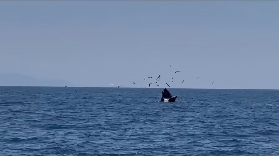 Hình ảnh cá voi há lớn miệng săn mồi sát bờ biển Xuân Thạnh. Ảnh: NEIL NGUYỄN